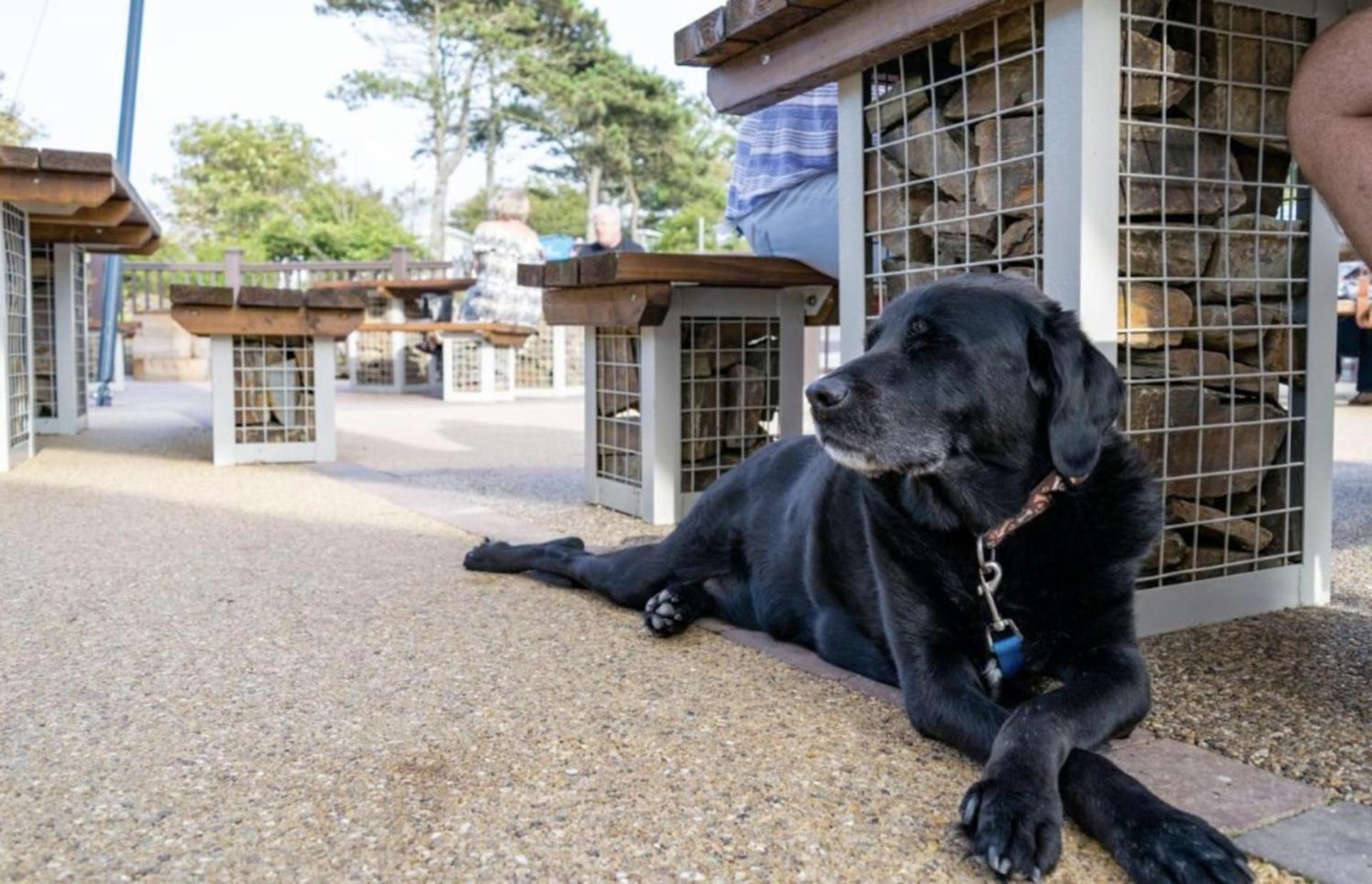 Newquay Bay Resort Sandy Toes - Pet Friendly Exteriör bild